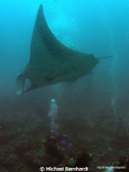 these big boys at a cleaning stationmake you as a diver f... by Michael Bernhardt 